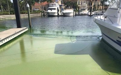 Your Health and the Environment are Connected