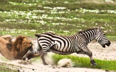 Are You Being Chased by a Lion?