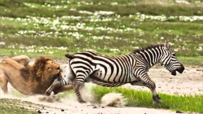 lion chasing zebra